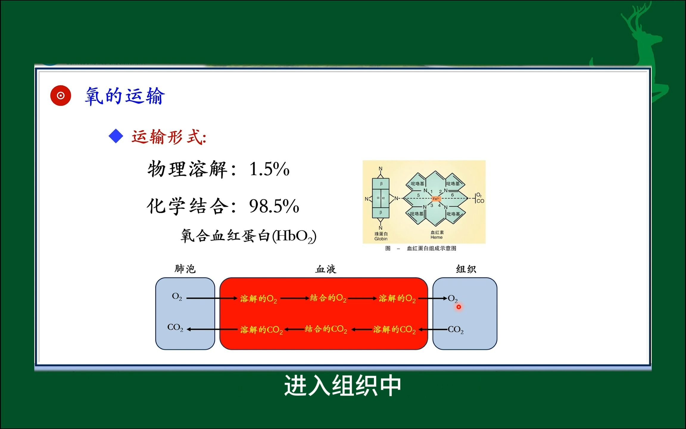 #氧的运输#气体在血液中的运输#人体生理学#医学知识科普#每天学习一点点哔哩哔哩bilibili