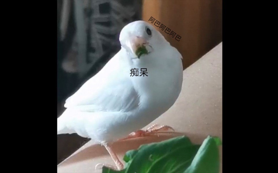 【啾啾】小鸟吃播哔哩哔哩bilibili