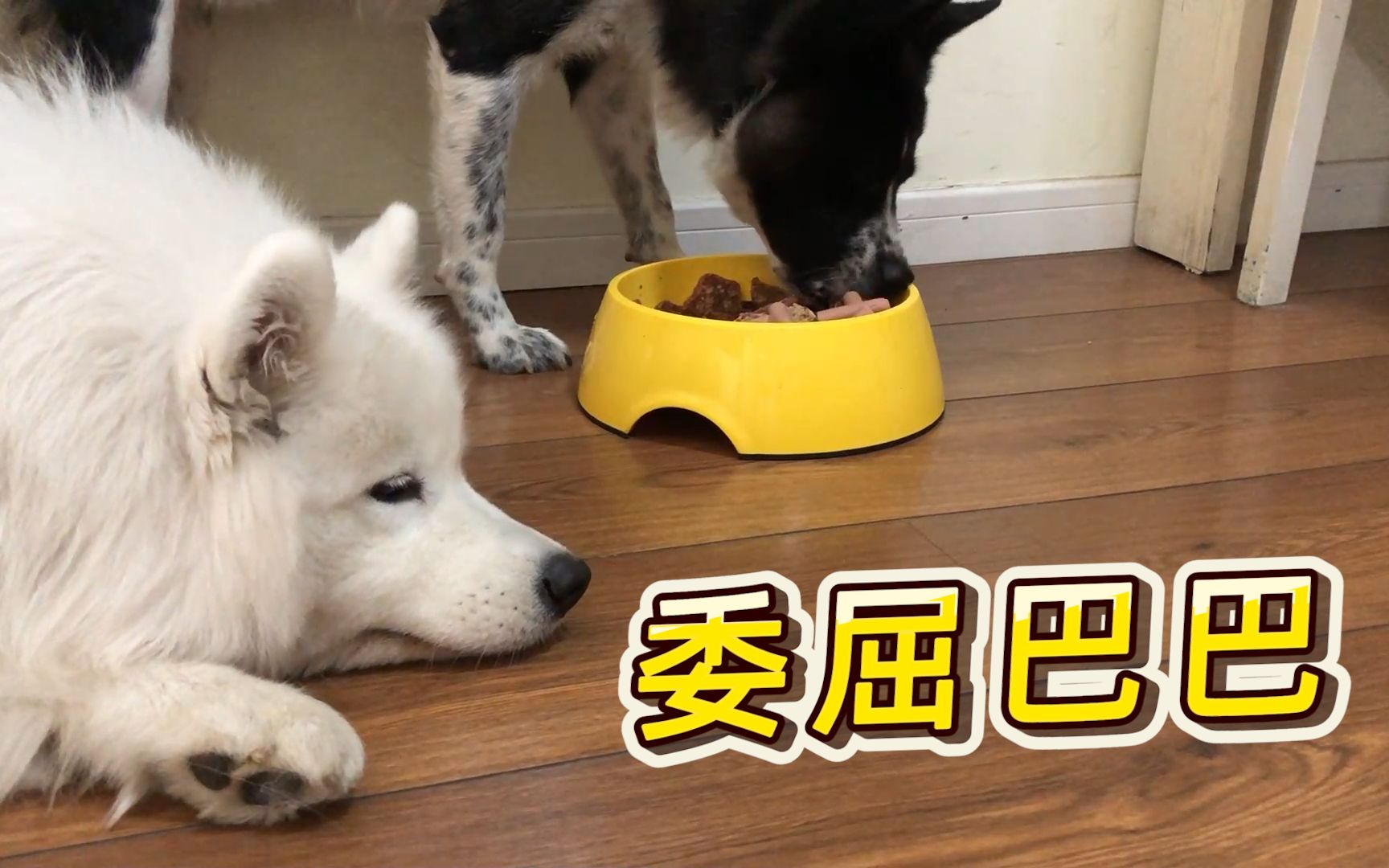 看到狗儿子独享大餐,狗妈委屈流泪:大家都是狗,凭什么不让我吃