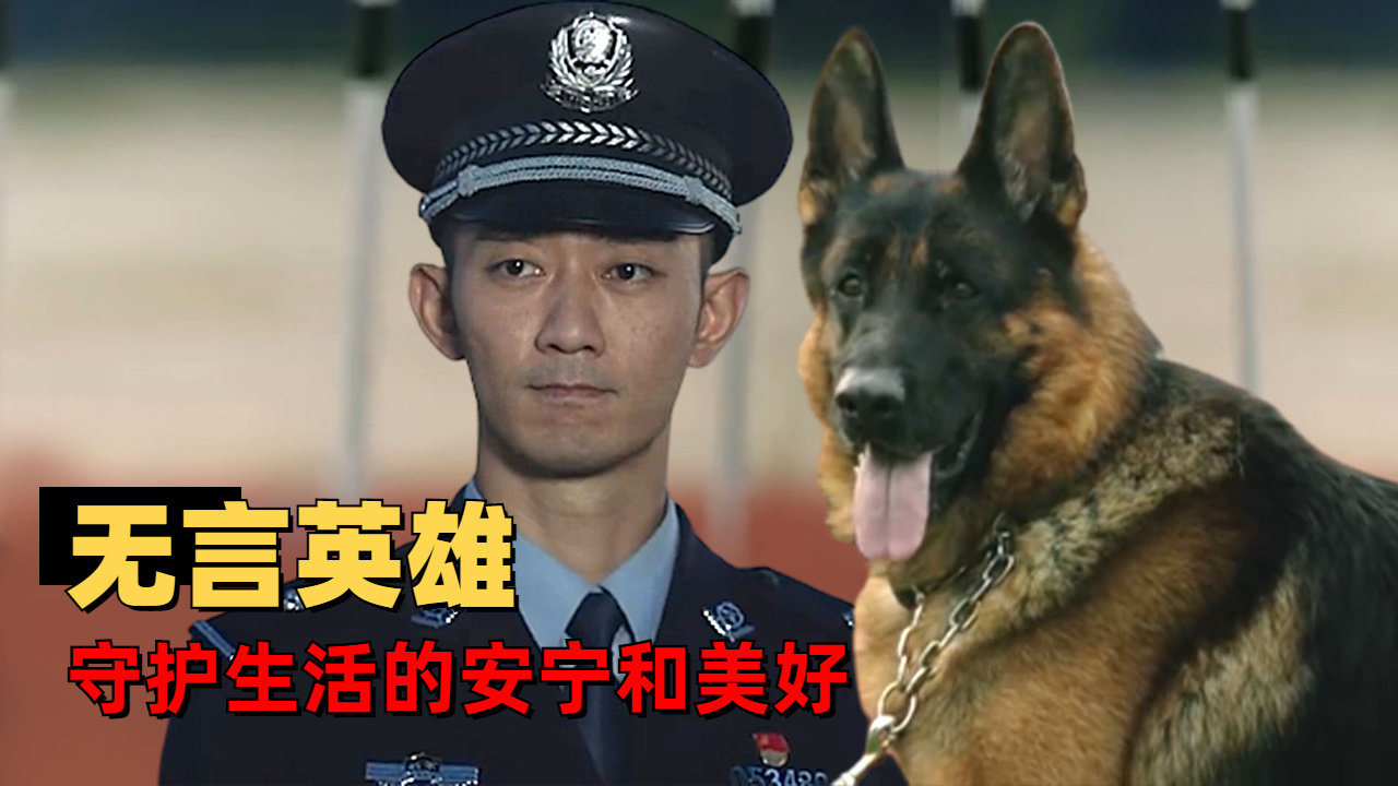 走进令人破防的警犬电影,致敬那些无言的英雄