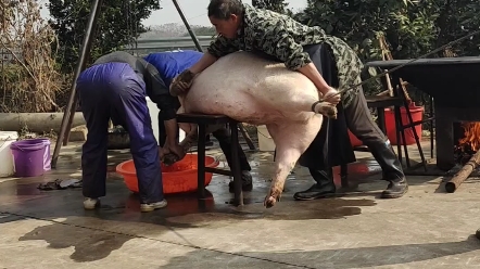 年猪出笼,红红火火