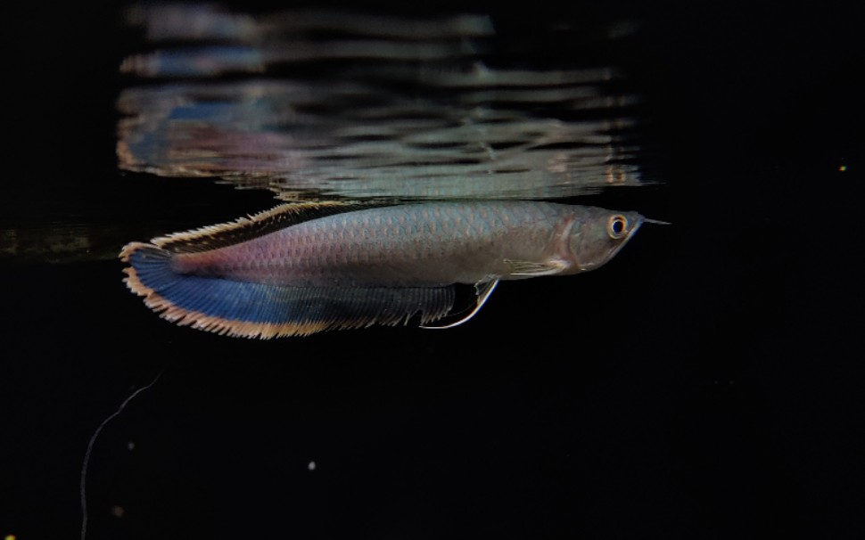 灯光下飘逸的淡蓝色精灵-南美黑带龙鱼_哔哩哔哩_bilibili