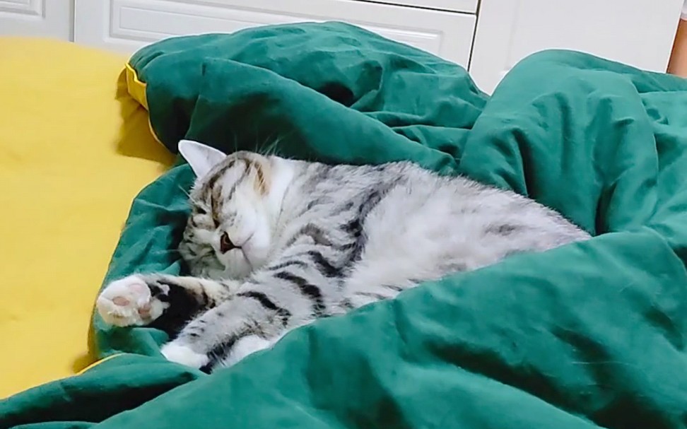 秋意来袭,有没有人帮你捂被窝?