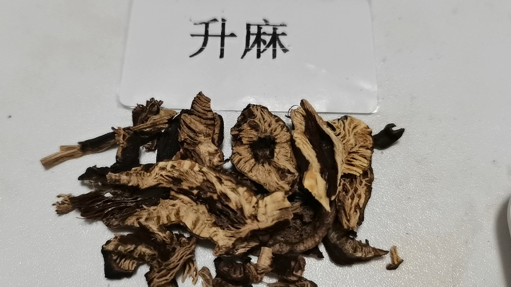 累叶升麻图片图片