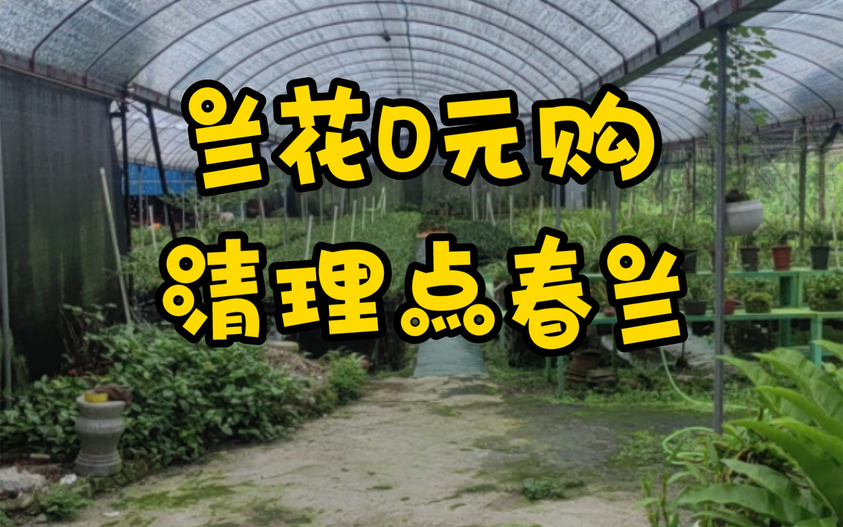 【兰园日记】兰花0元购 继续清理部分兰花 先到先得 早日突破1000粉哔哩哔哩bilibili