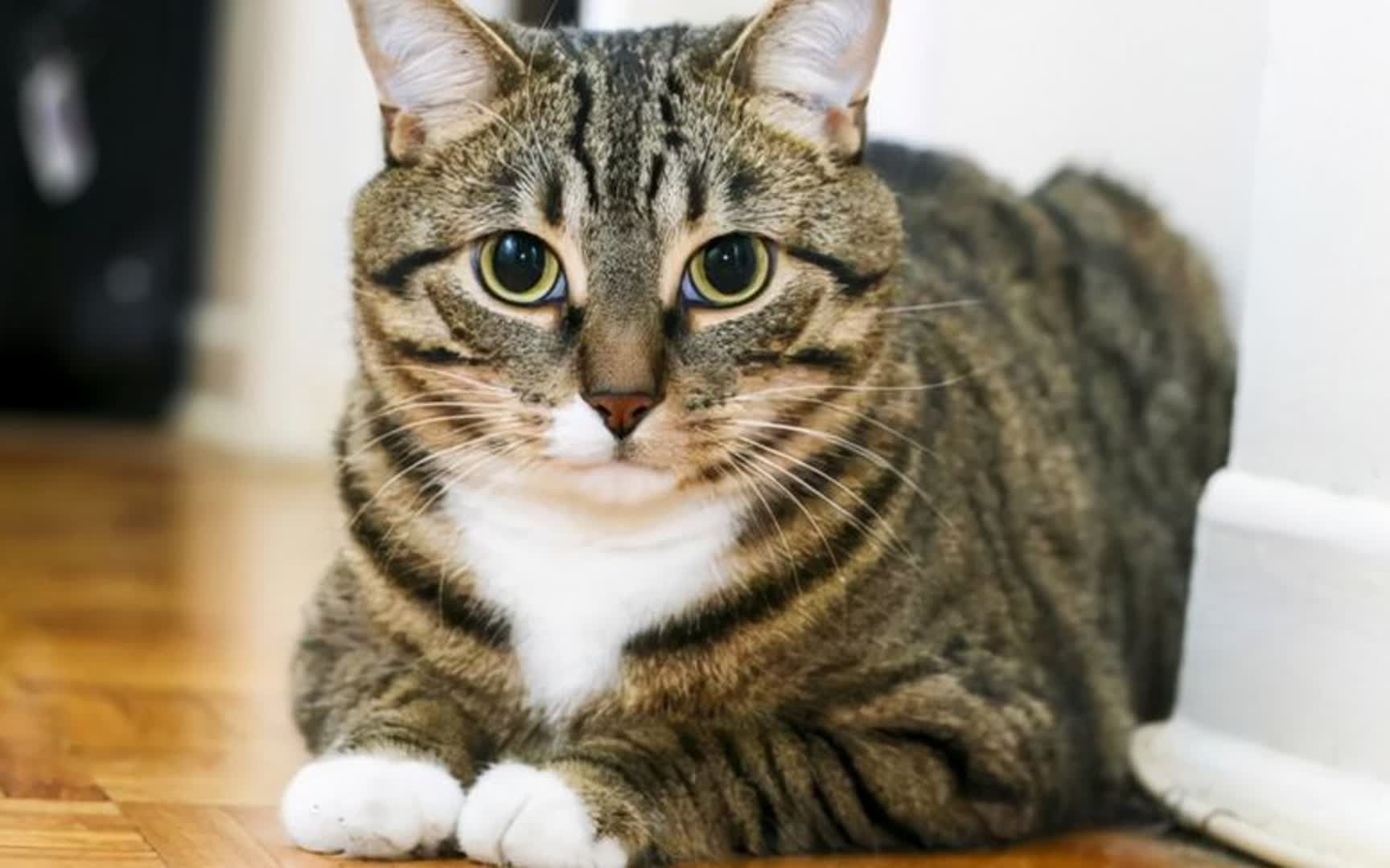 猫咪能有什么坏心思,它只想看老鼠走钢丝!#搞笑动物配音