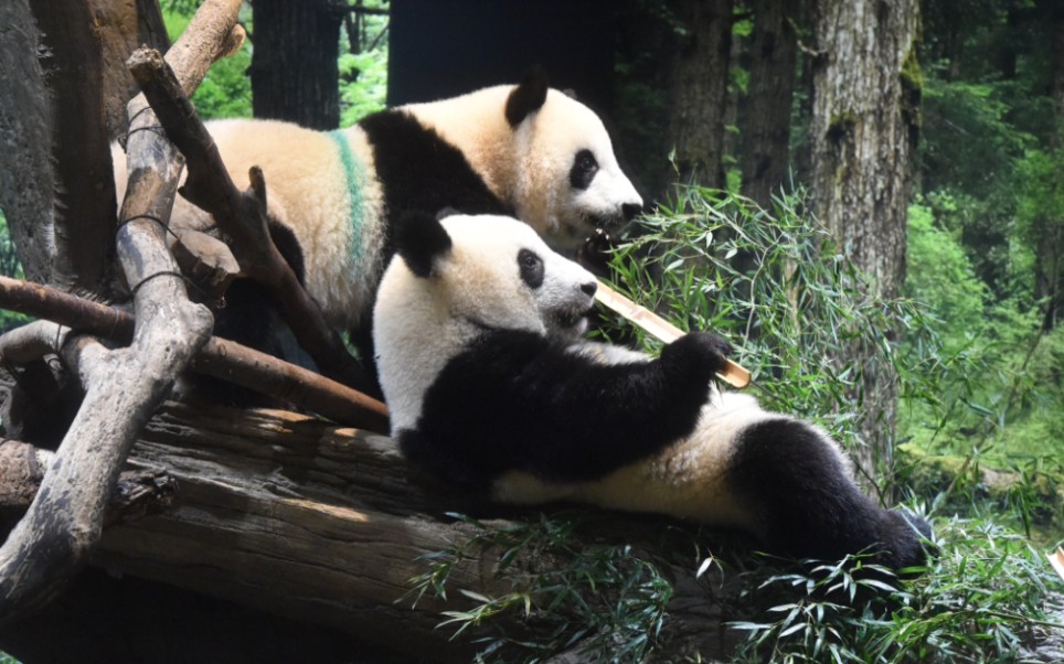 【上野动物园】460日龄的晓晓蕾蕾以及比力香香近况