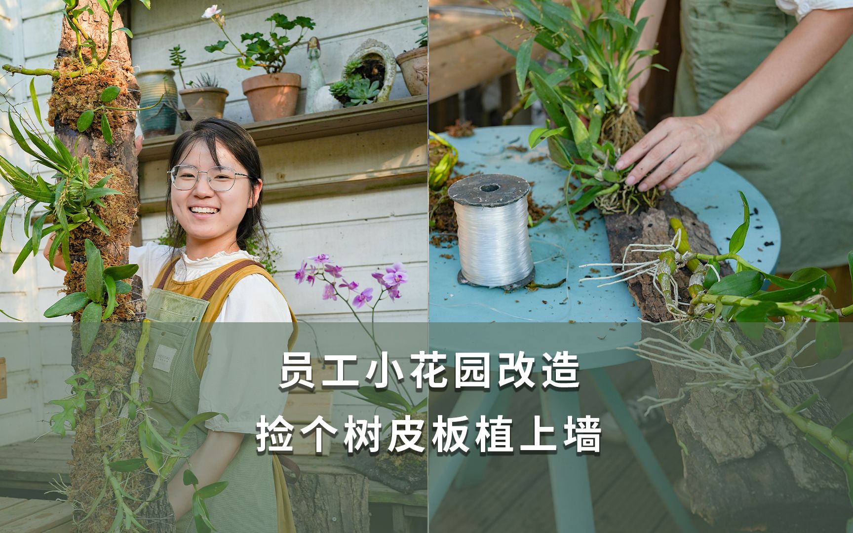 员工小花园改造,捡个树皮板植上墙哔哩哔哩bilibili