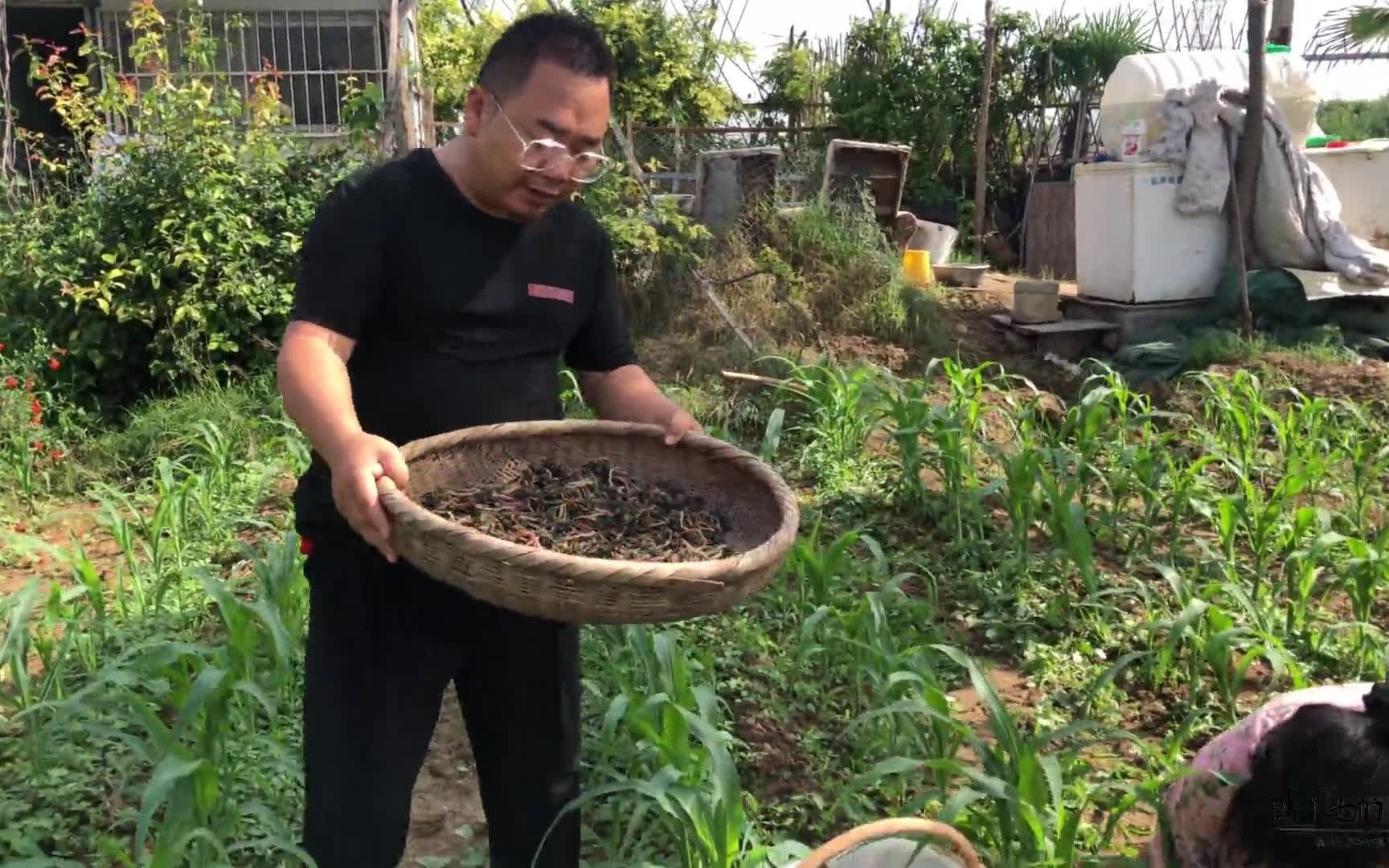 马子菜也叫长寿菜,做菜饼是一绝,如何储存四季吃?来看嫂子分享哔哩哔哩bilibili