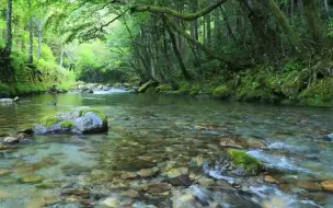 Download Video: 【自然音・溪流鸟鸣・放松心情】治愈的自然环境音 涓涓细流声 鸟鸣声 5小时