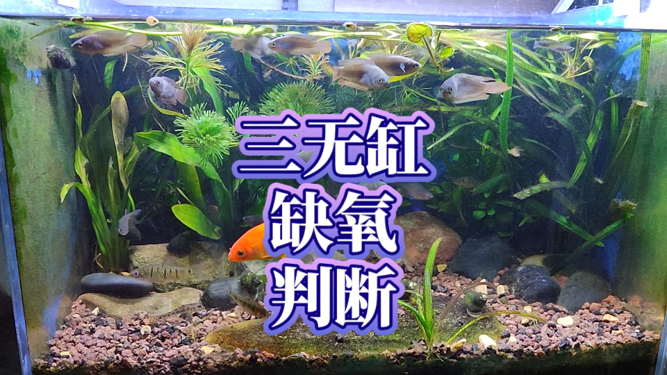 古法生态鱼缸缺氧判断方法,鱼缸缺氧有什么表现?掌握三点,在三无生态缸鱼缺氧前就发现解决问题.无过滤生态鱼缸缺氧的判断方法,鱼缸缺氧的解决...