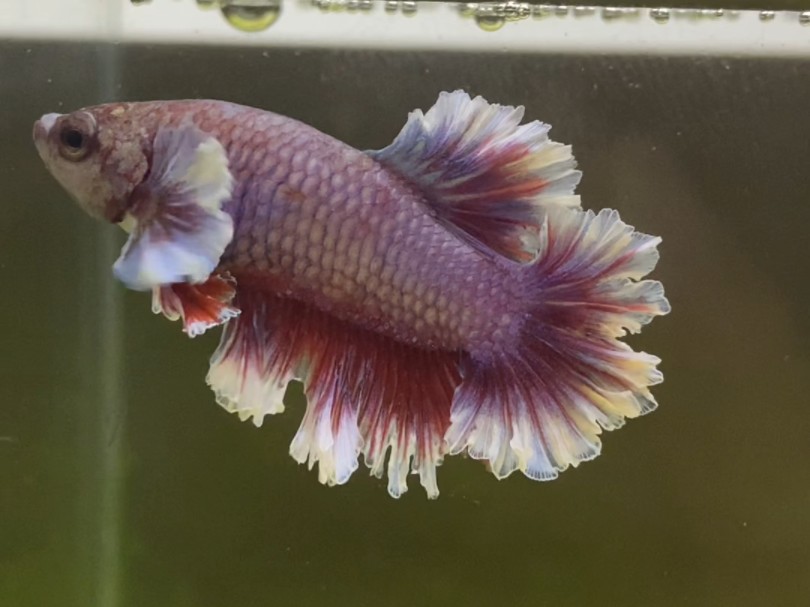 众多绣球苗里独爱这一条