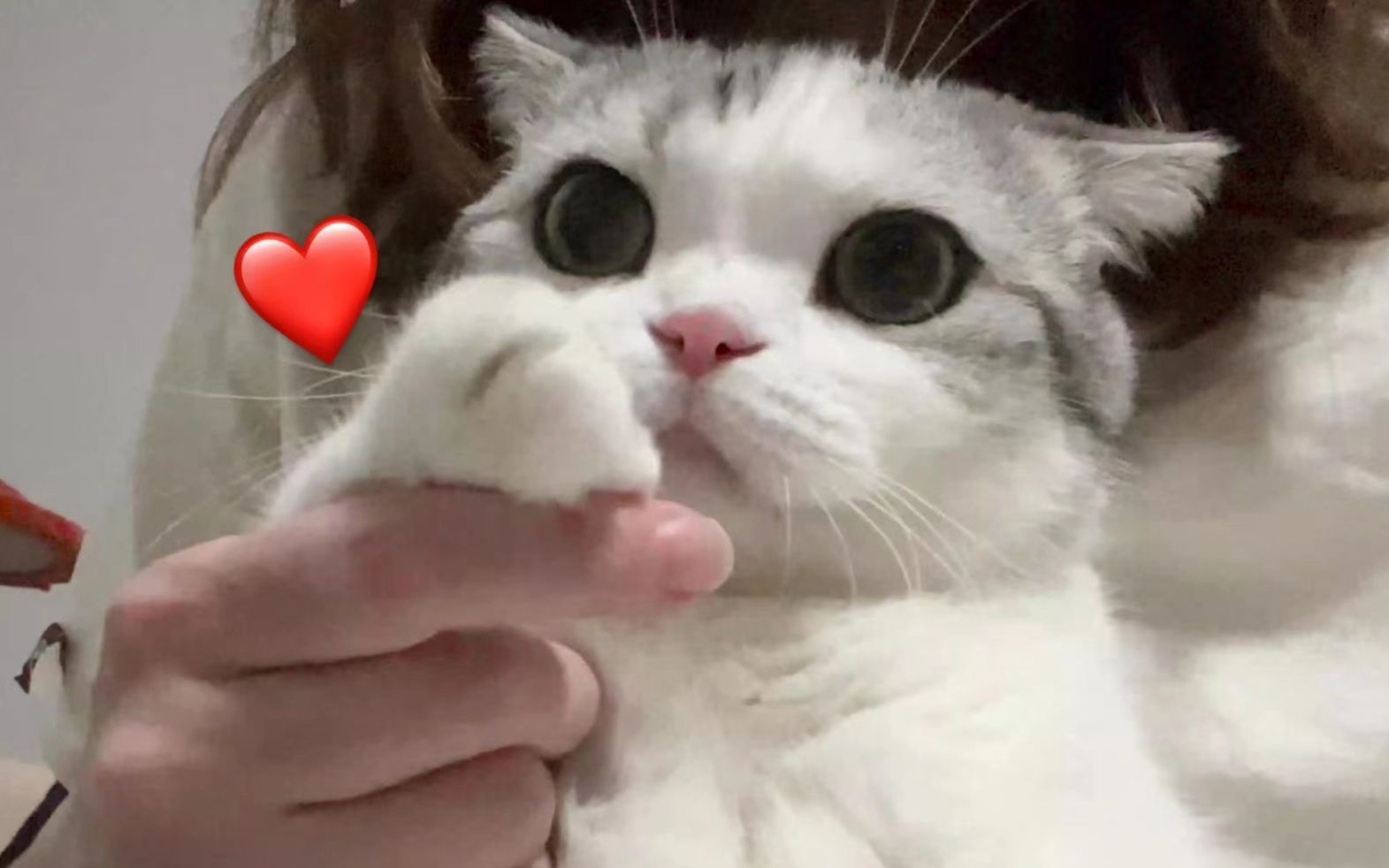 进来挨小猫咪飞吻 - 哔哩哔哩