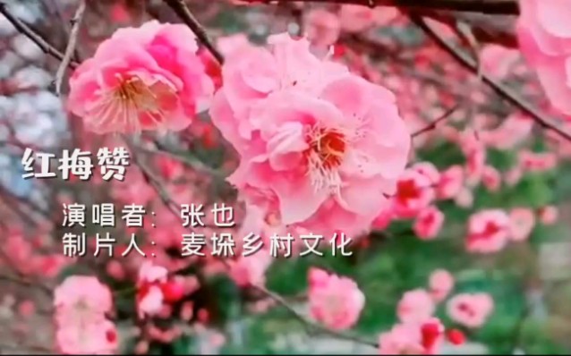 [图]经典音乐歌曲欣赏/红梅赞