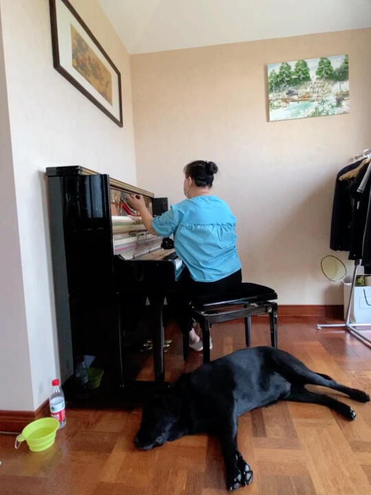 导盲犬黑萌萌领我上班去天气热萌萌很辛苦所以我不上班的时候会让萌萌