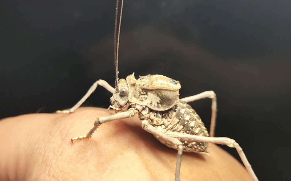 牛形(还是中华,有人能教我怎么分吗(04﹃04))怠蛮螽雄虫上手鸣叫