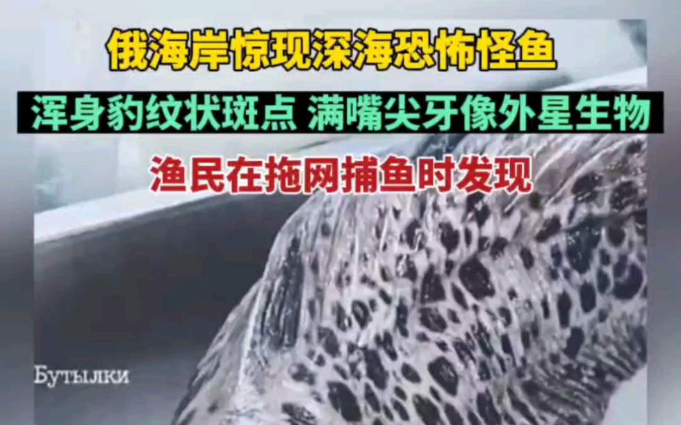 俄罗斯海岸惊现深海恐怖怪鱼，俄罗斯海岸惊现深海恐怖怪鱼是真的吗