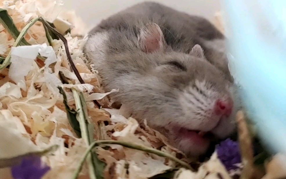 【仓鼠】小仓鼠睡醒打哈欠,萌翻我啦啊啊啊啊_哔哩哔哩_bilibili