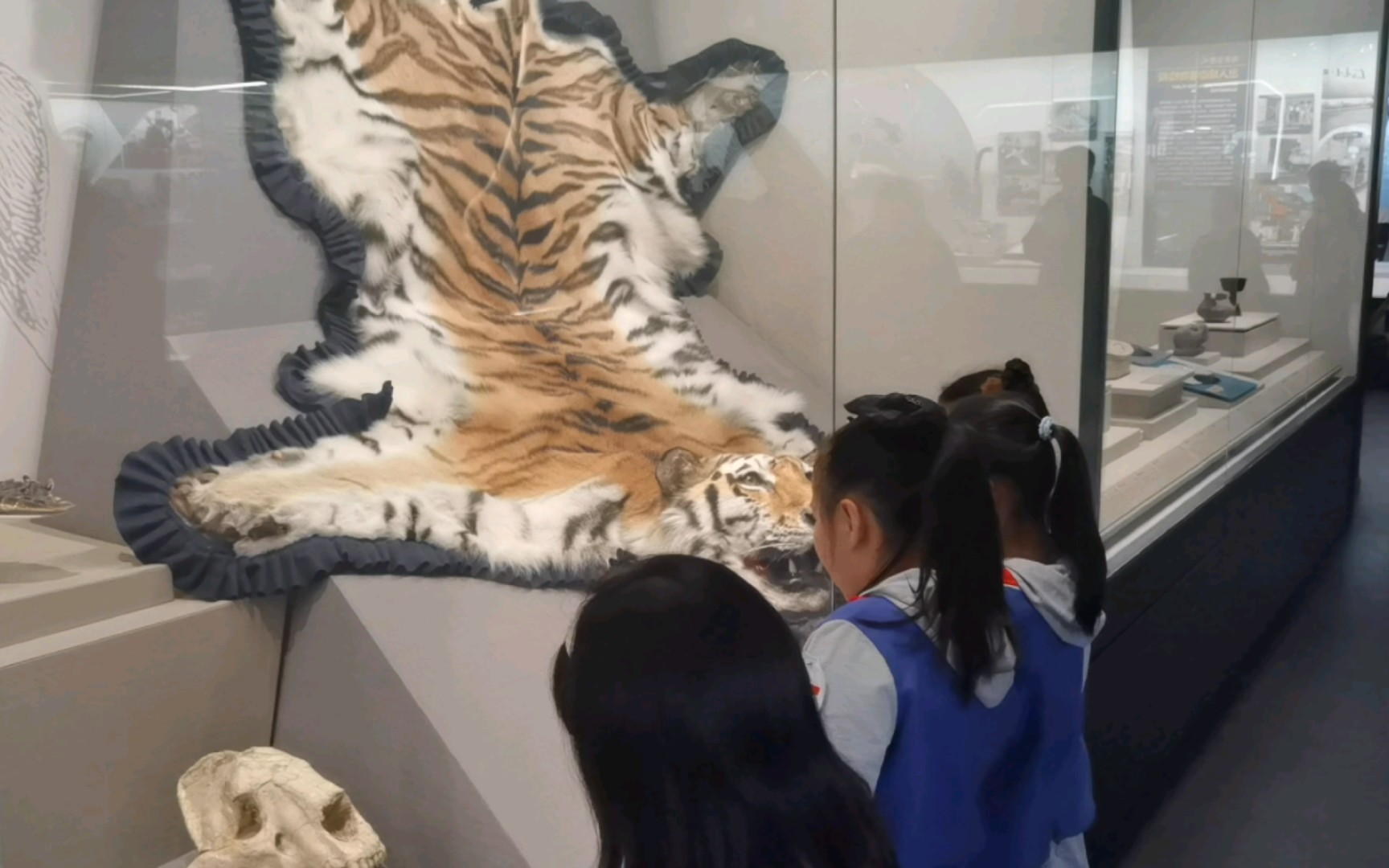 整张走私虎皮,熊皮和超长的独角鲸牙.