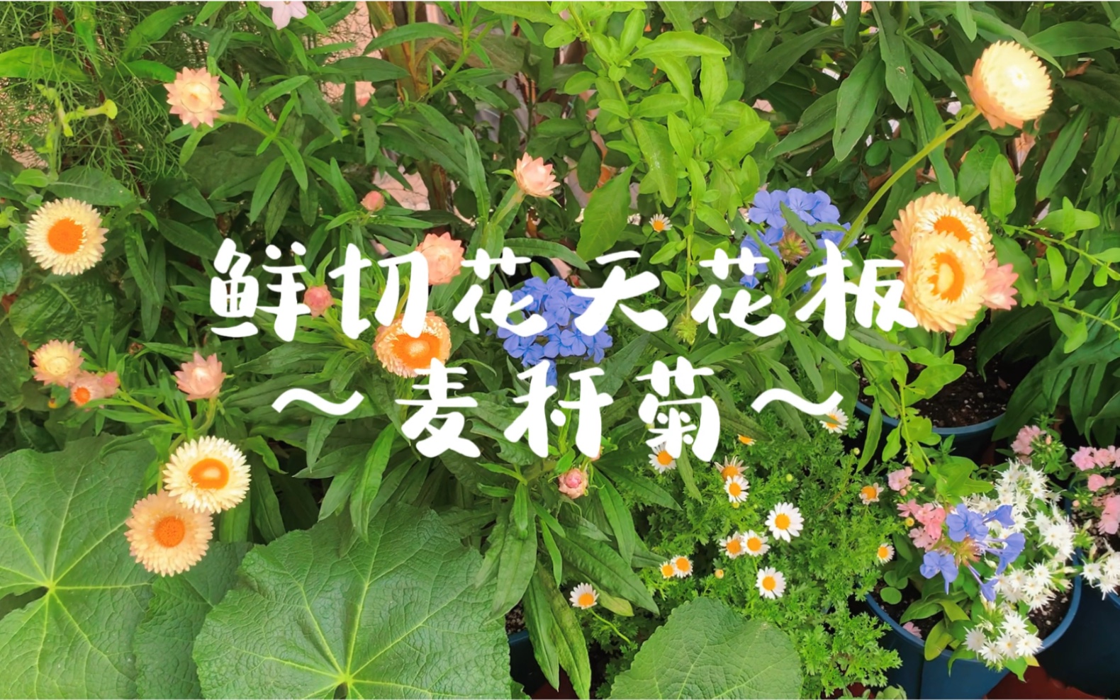 永不凋谢的鲜花“麦秆菊”哔哩哔哩bilibili