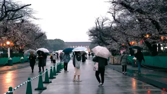 Скачать видео: 【超清日本】【东京】【4K HDR】2024 樱花季 东京 在雨天看上野的樱花