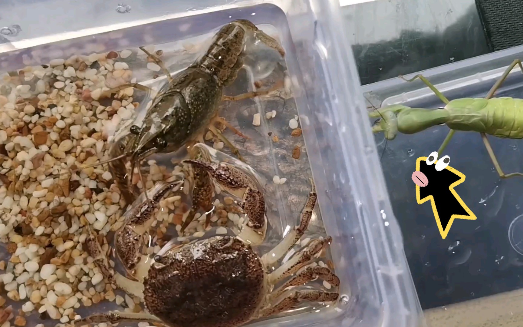 活动作品螃蟹vs小龙虾螳螂竟在一旁凑热闹