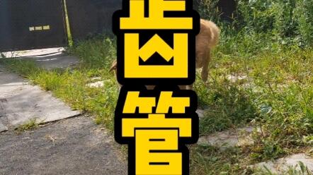 犬牙差互 哔哩哔哩