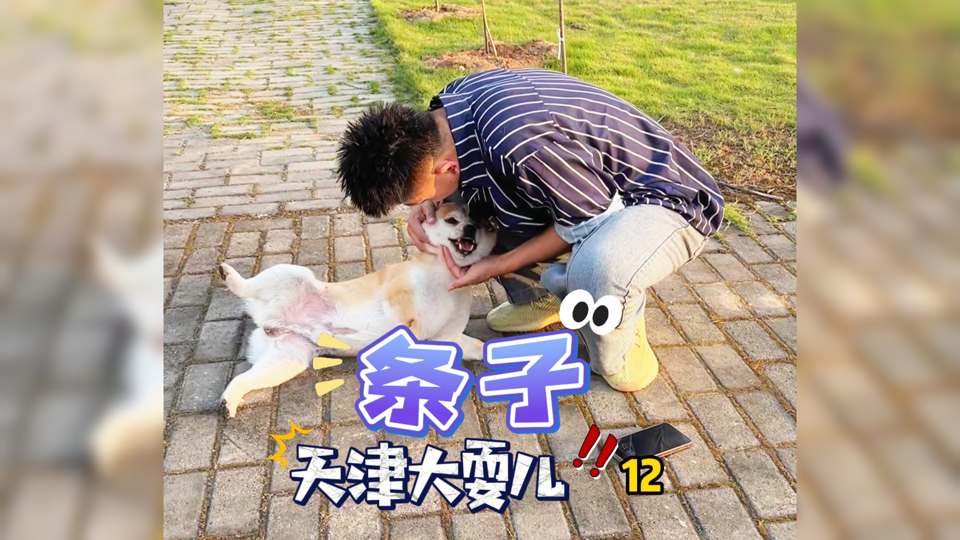 天津咬人柴犬"条子" 这么长时间的努力学习,终于迎来