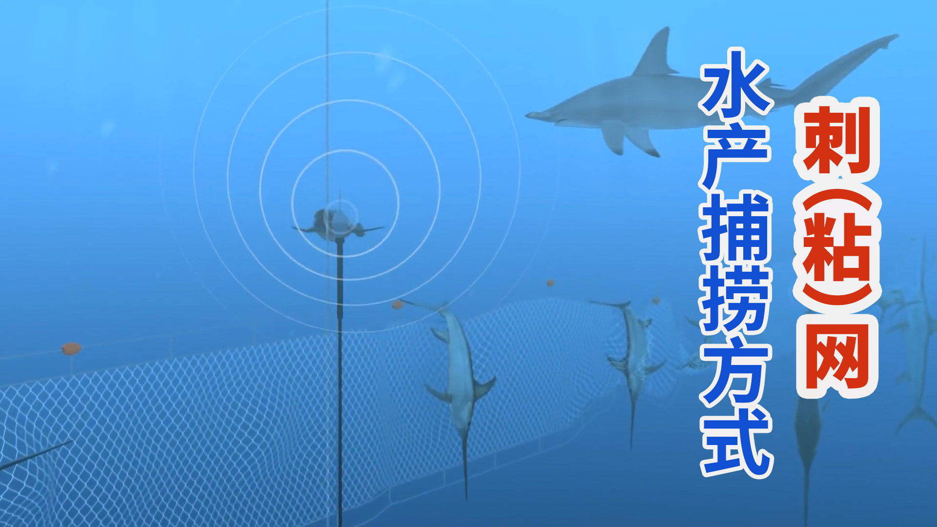 刺网