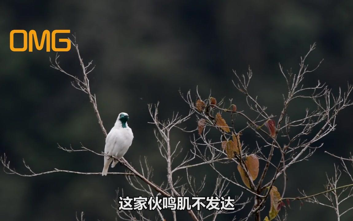 第一次见这种鸟,声音跟锤子敲钟似的!哔哩哔哩bilibili