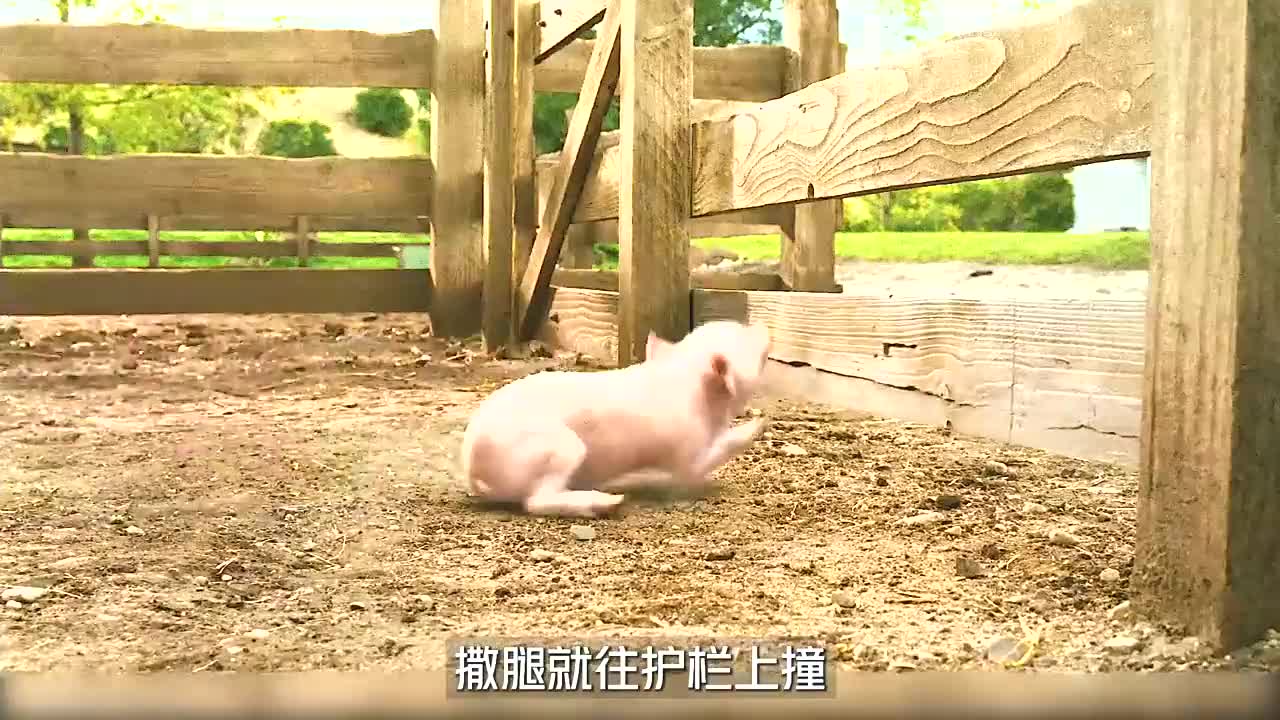 猪都成为明星了!因为会写字引来世界各地的人围观《夏洛克的网》