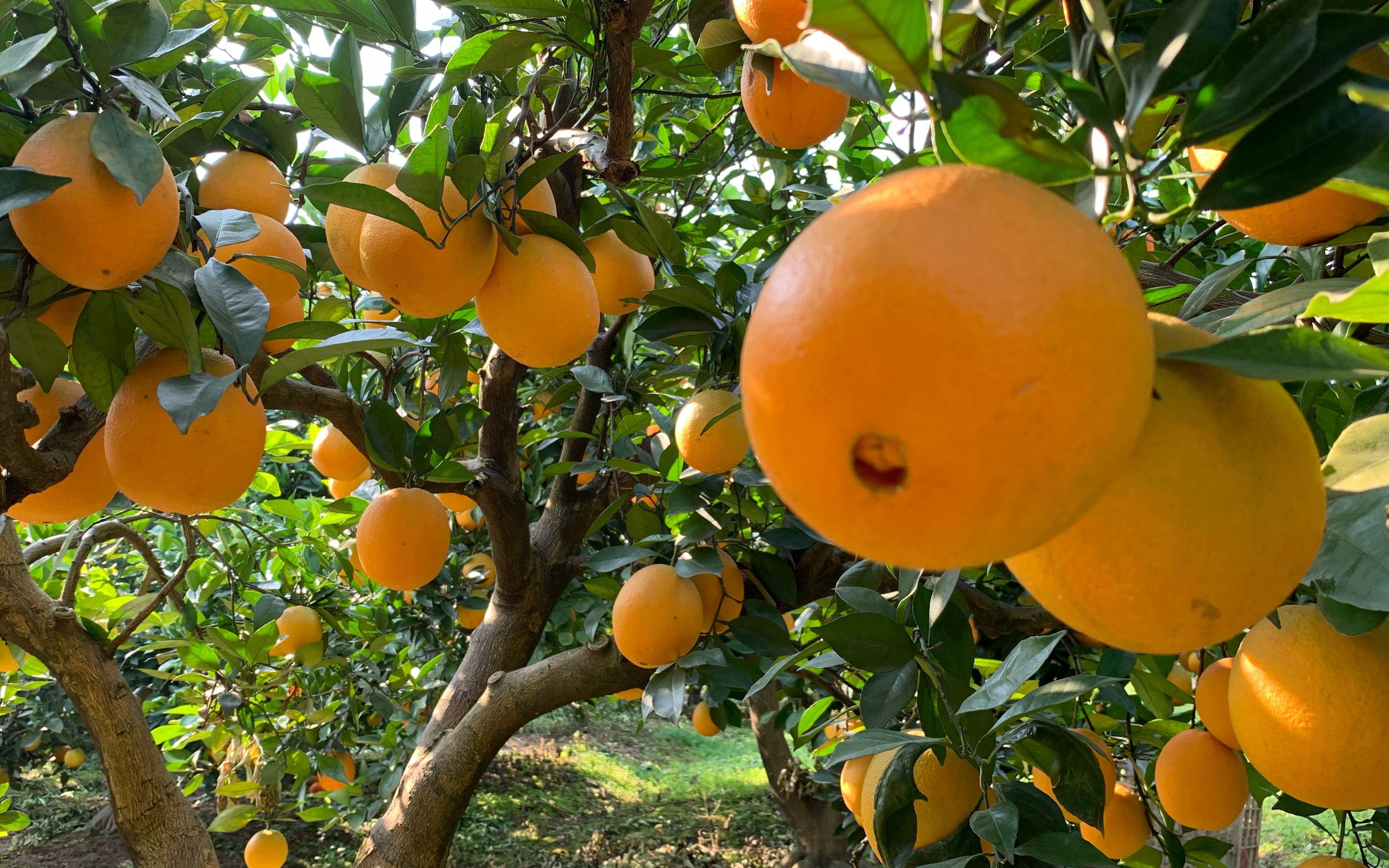 老淡去朋友家帮忙摘脐橙,一棵树能结200斤果子,简直是大丰收!