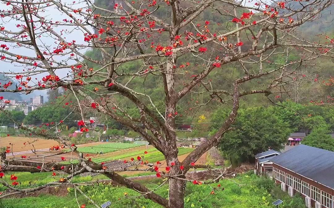 木棉花的花语:珍惜身边的人,珍惜身边的幸福.哔哩哔哩bilibili