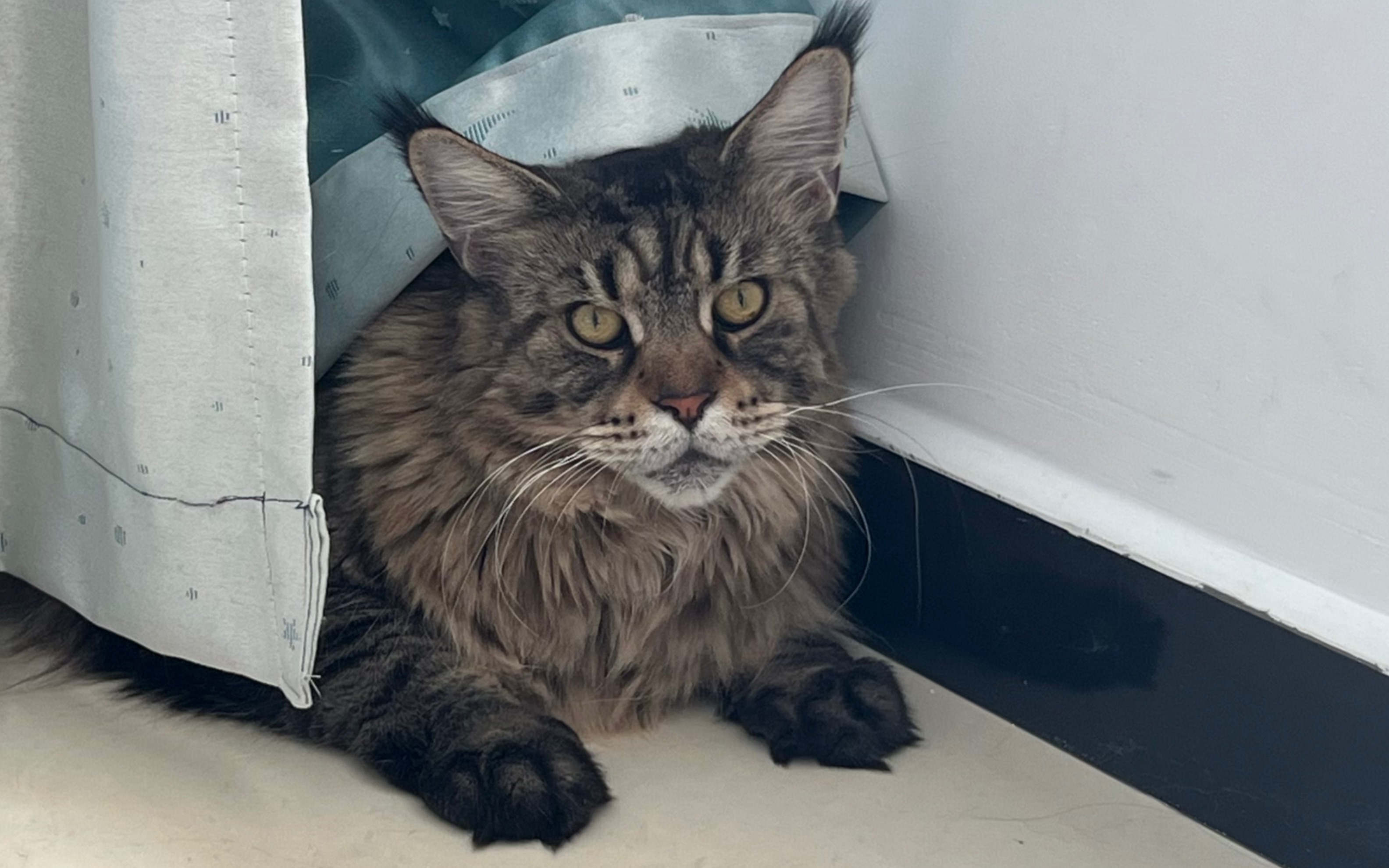 【缅因猫泰哥】家里来了个驯兽师朋友(不是)