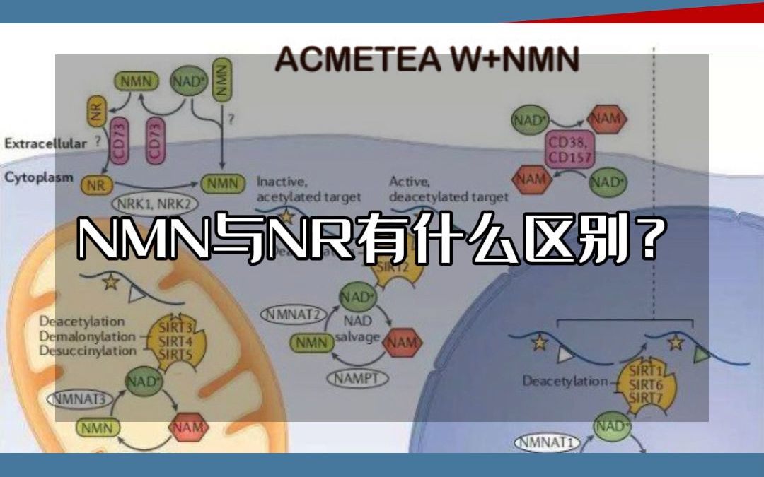 NMN与NR有什么区别?哔哩哔哩bilibili