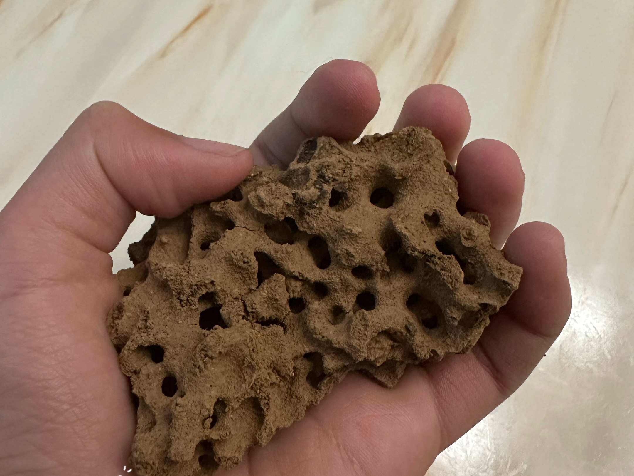 感谢科四送来的火蚁窝