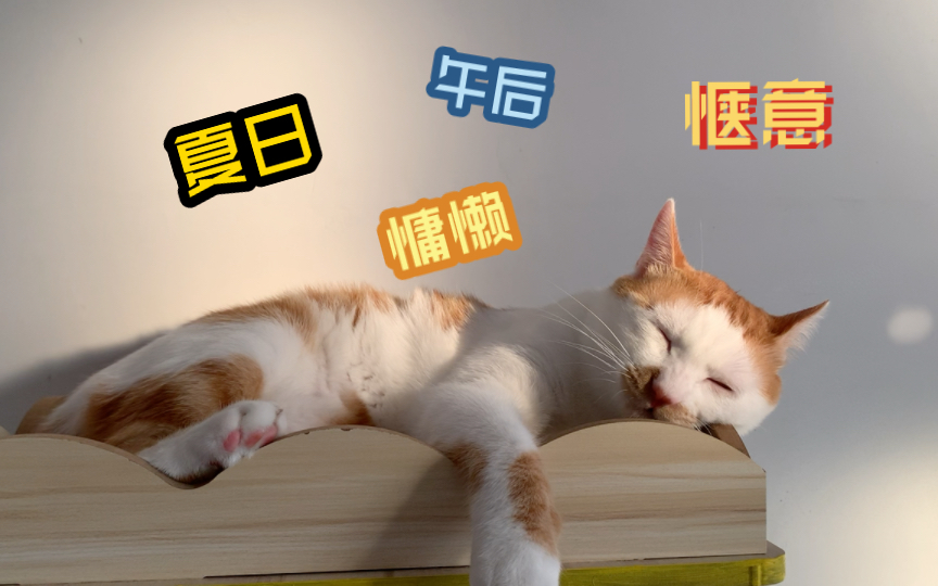 猫与慵懒的午后时光