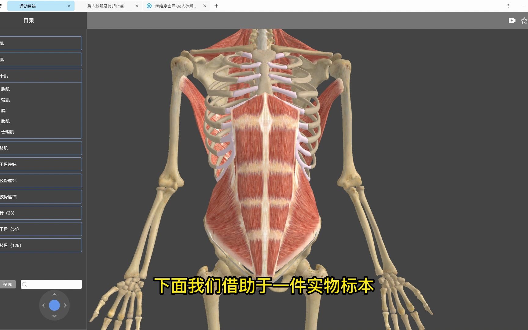 【醫維度解剖app】腹內斜肌