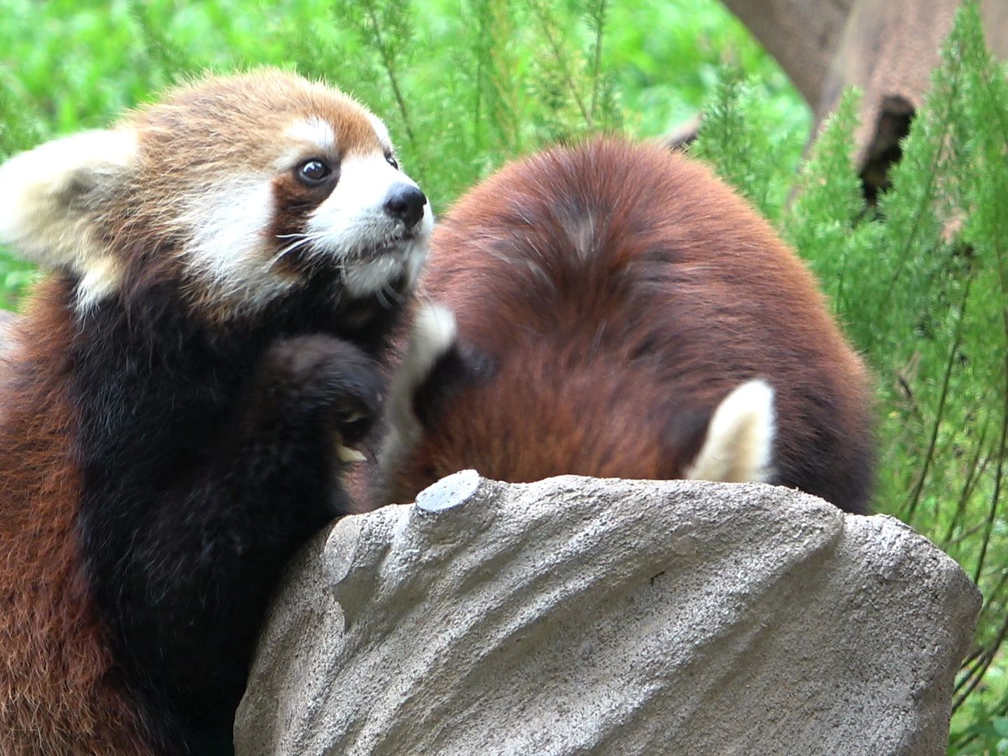 【广州动物园】小熊猫(啥时候的忘了)
