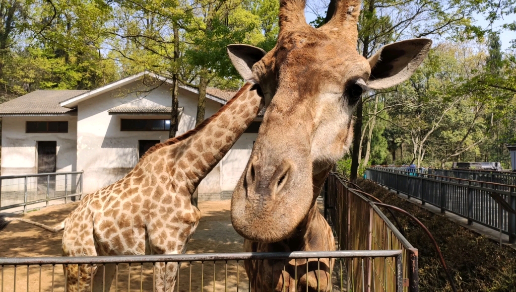 杭州动物园喂长颈鹿