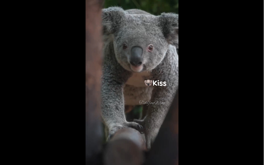 【考拉kiss】你的小可爱来啦