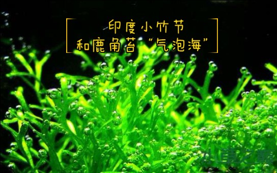 【热带鱼】印度小竹节 鹿角苔 (6)哔哩哔哩bilibili