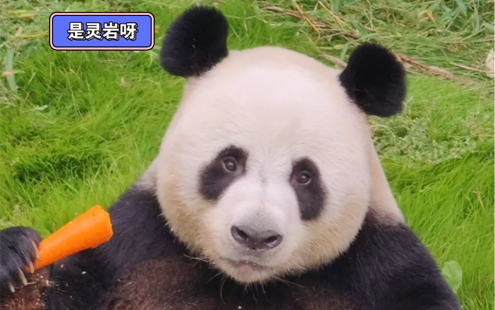 这嘎嘣脆太解压了#大熊猫灵岩#熊猫吃胡萝卜#灵岩整活#灵岩拆树