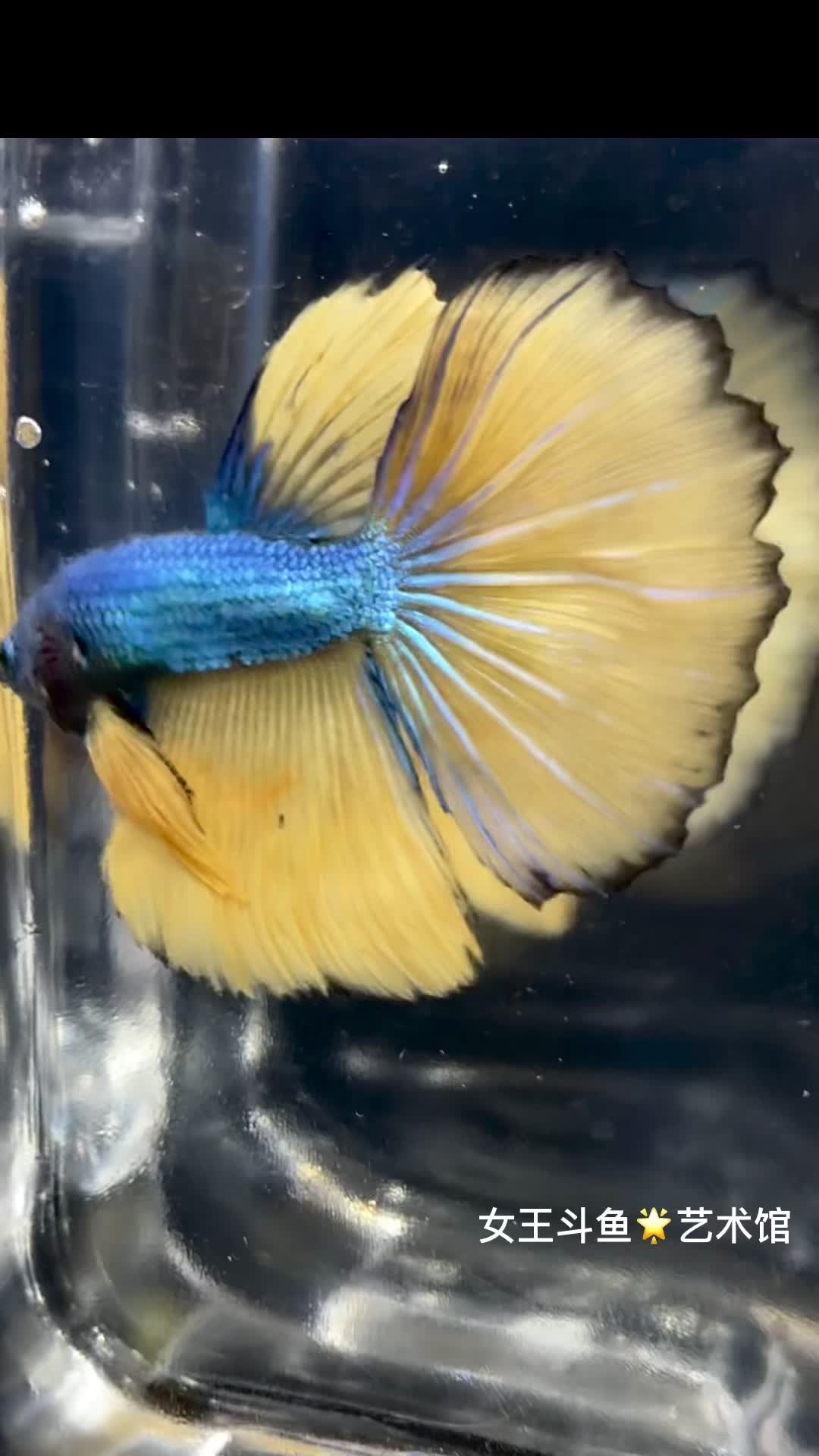 幻彩介子 女王斗鱼 每天上新 一鱼一视频 明码标价