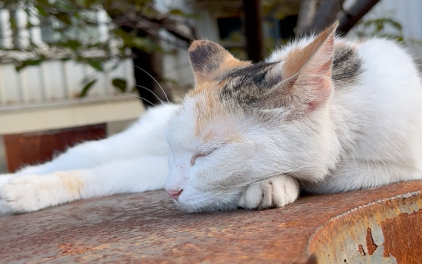 猫咪的慵懒生活