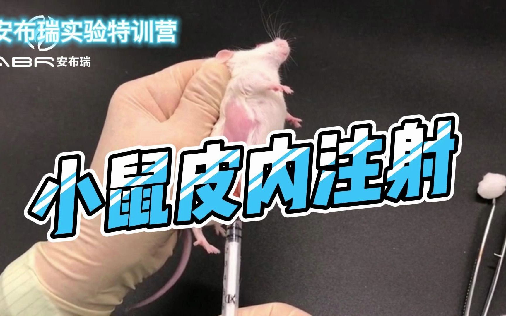 【生物医学实验室日常】小鼠皮内注射哔哩哔哩bilibili