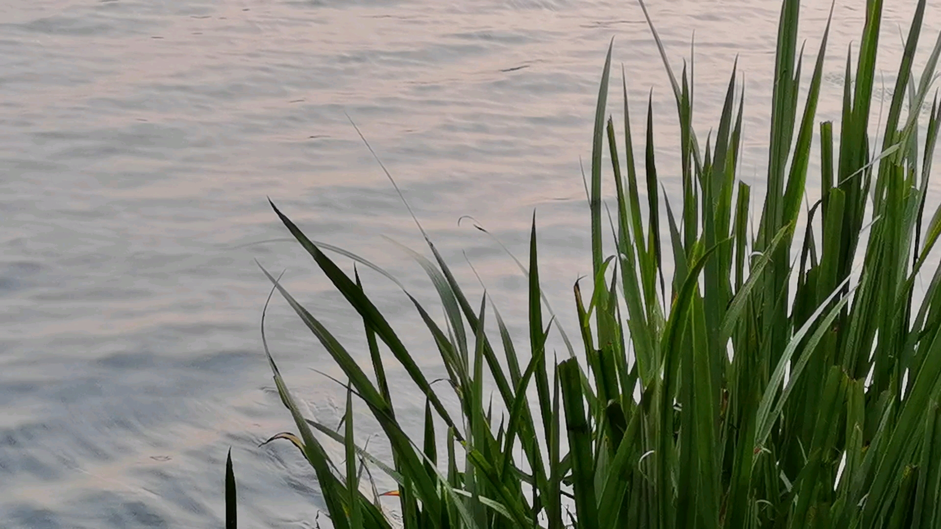 岸芷汀兰 郁郁青青