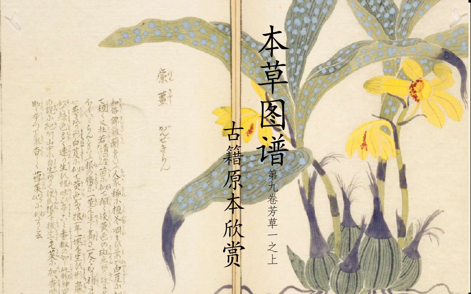 [图]【本草图谱】006，幽兰旋老，杜若还生。岩崎常正《本草图谱》第十卷芳草类一之下古籍原本欣赏