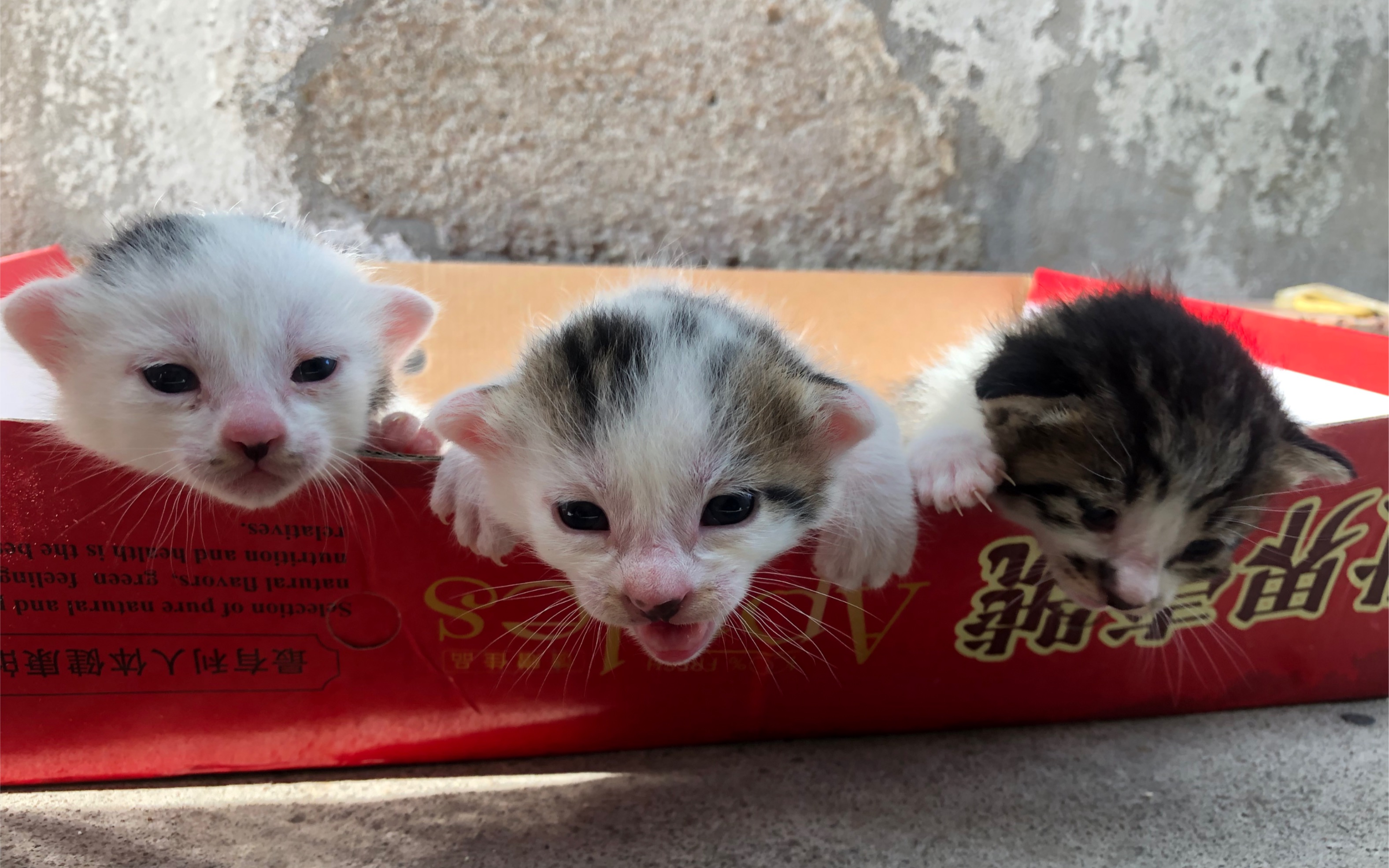 【三只小花猫】给笼子打扫卫生 挪一下位置嘛._哔哩哔哩_bilibili