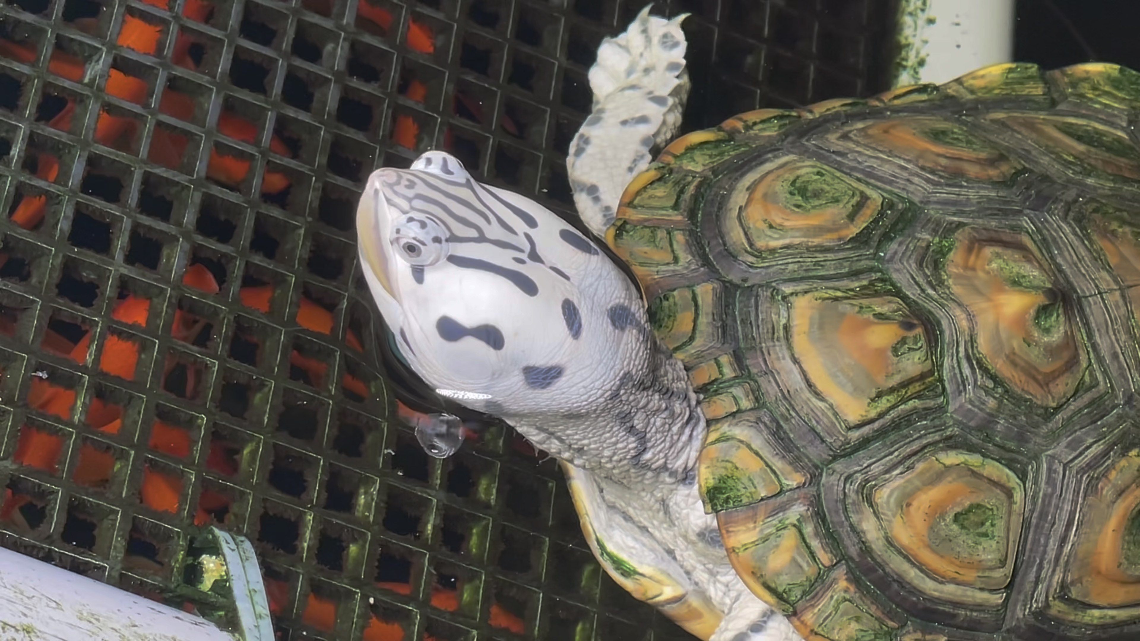 超白豹子钻纹龟.